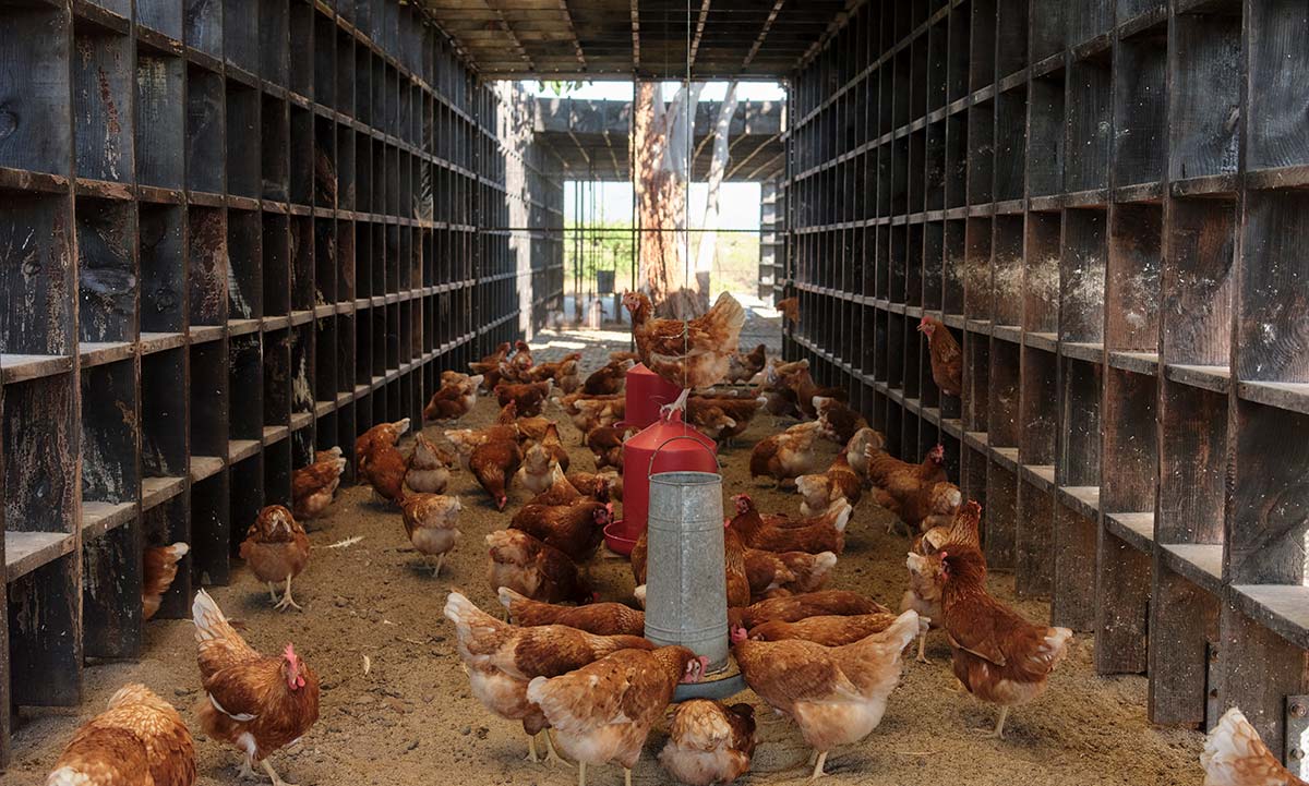 gallinero kengo kuma