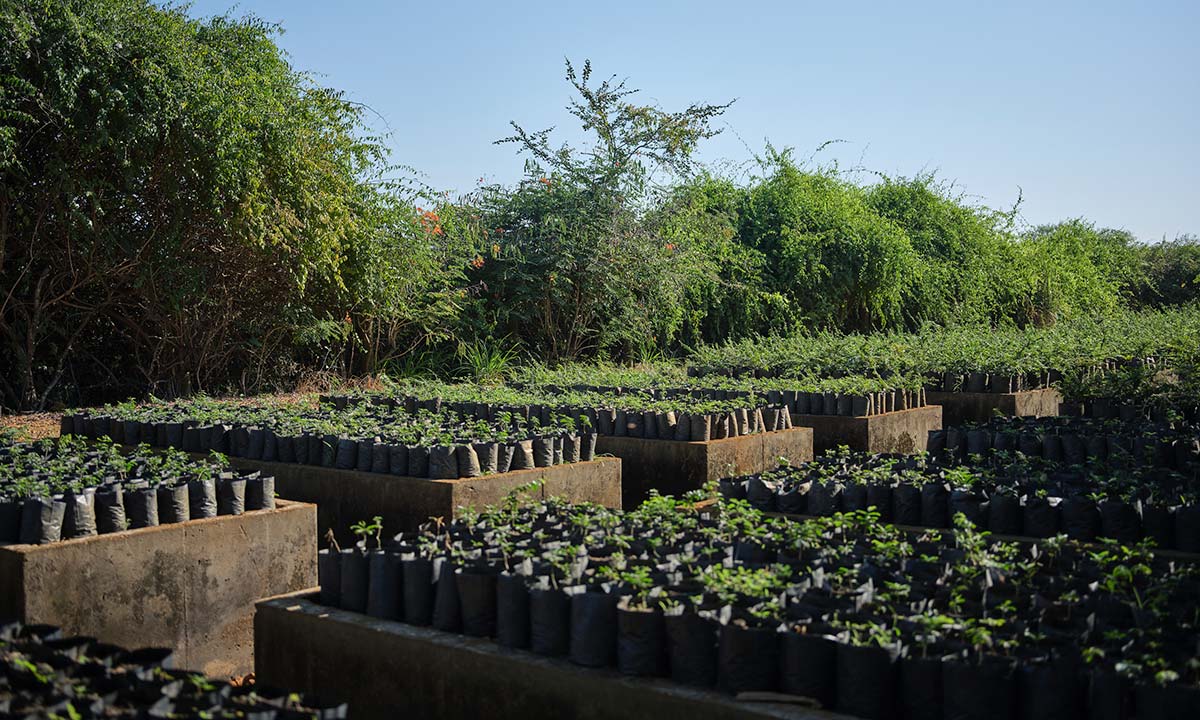 pabellon de guayacan